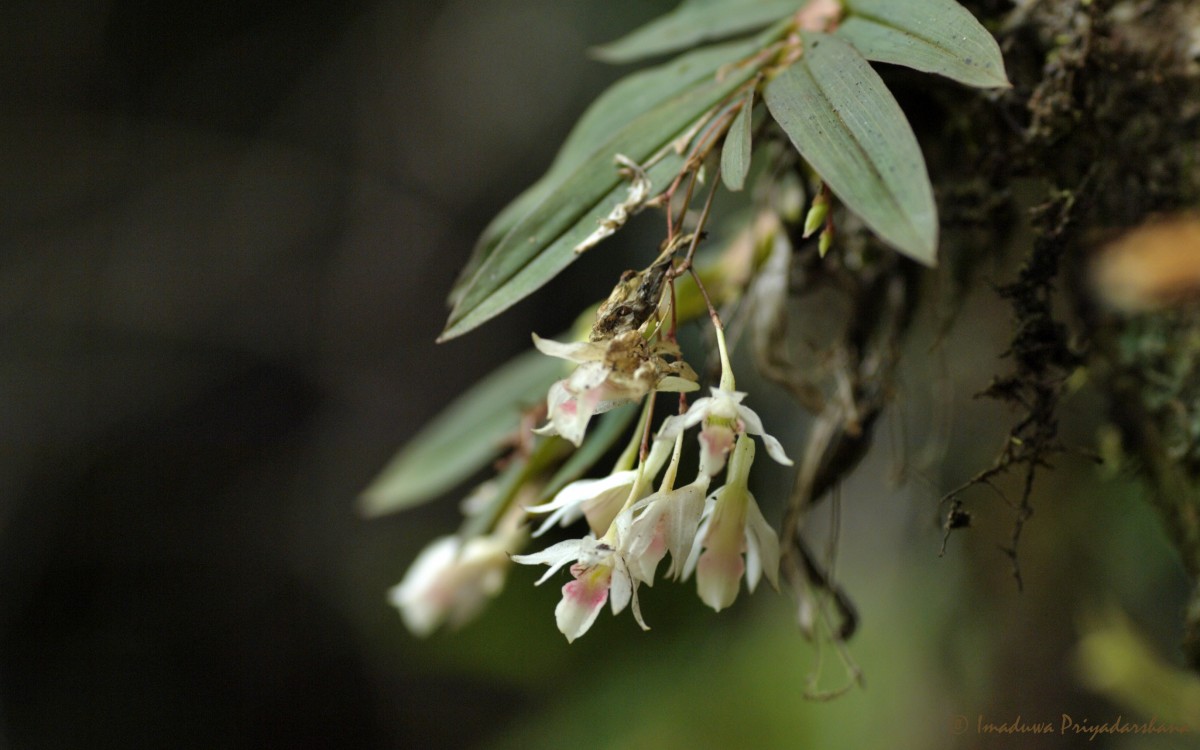 Dendrobium panduratum subsp. panduratum Lindl.